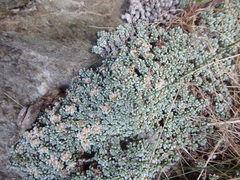 Raoulia parkii