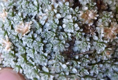 Raoulia parkii