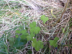 Geranium microphyllum