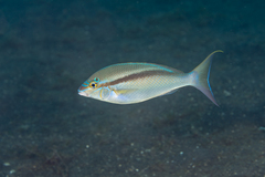 Bald-Spot Monocle Bream photo 2