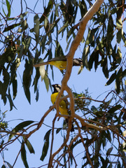Falcunculus frontatus