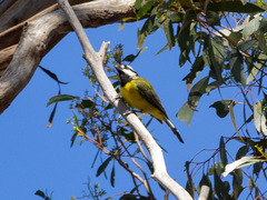 Falcunculus frontatus