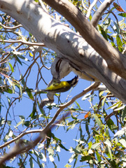 Falcunculus frontatus
