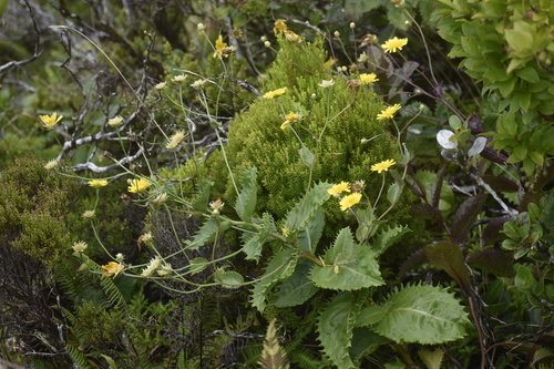 Azores tolpis