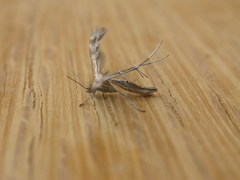 Stangeia xerodes