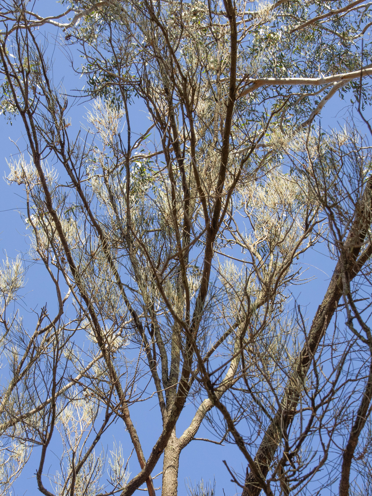 Allocasuarina luehmannii