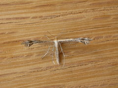 Stangeia xerodes
