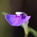 Utricularia gaagudju - Photo (c) Zig Madycki, some rights reserved (CC BY-NC-ND), uploaded by Zig Madycki