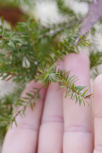 Image of Melaleuca sieberi by (c) Lucas Christofides, some rights reserved (CC BY)