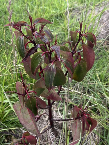 Axinaea scutigera, photograph 2