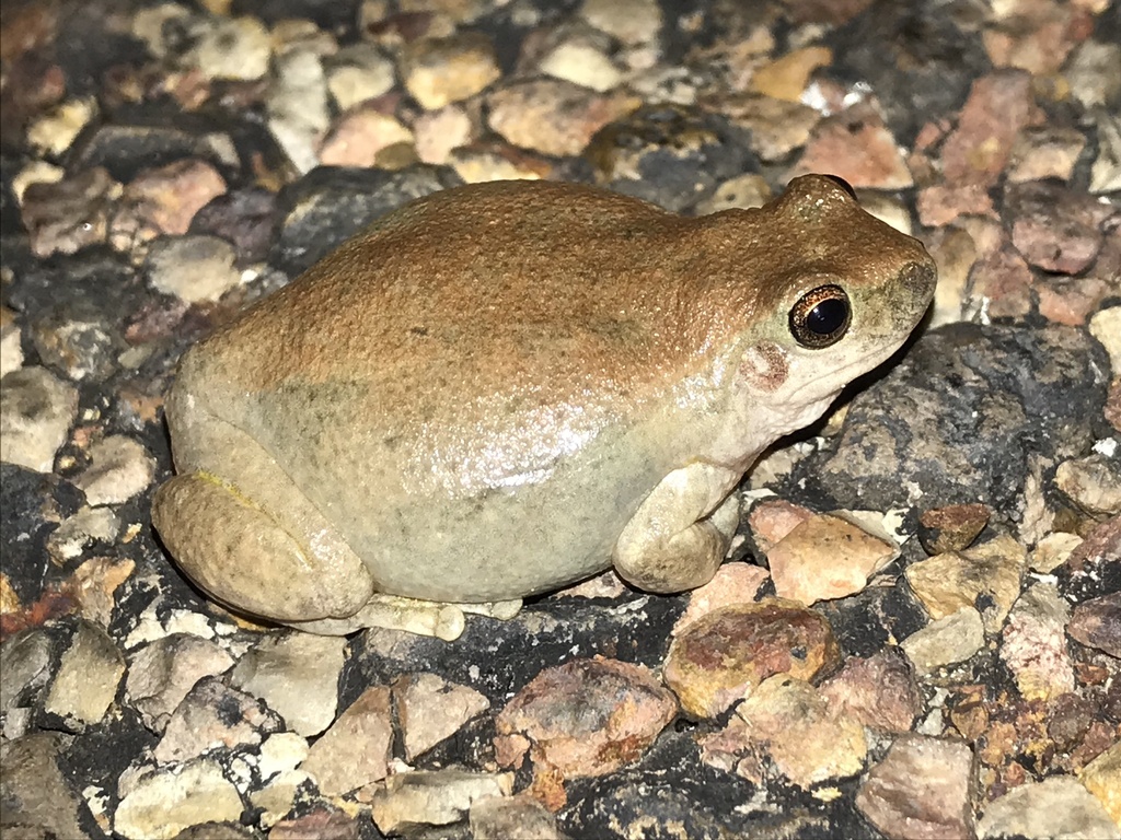 Buzzing Tree Frog from Bladensburg National Park, Opalton, QLD, AU on