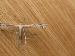 Stangeia xerodes