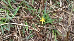 Hypoxis aurea