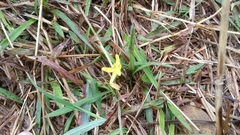 Hypoxis aurea