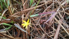Hypoxis aurea