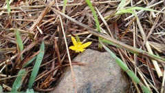 Hypoxis aurea