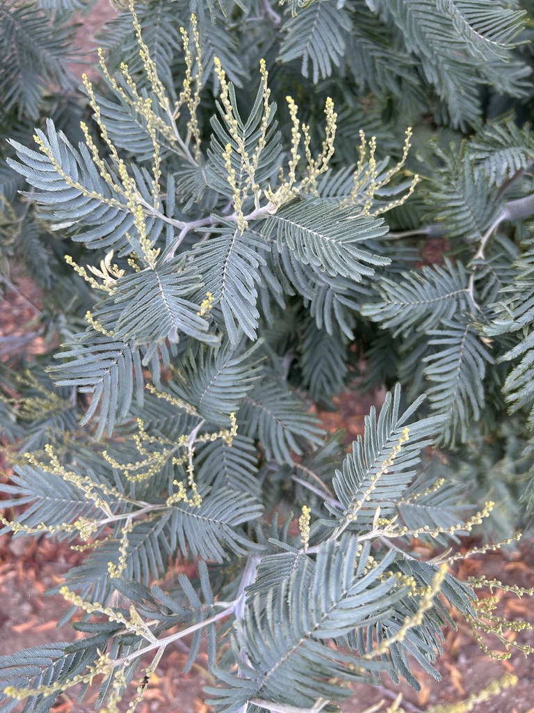 Silver wattle from Heron Bay, San Leandro, CA, US on September 10, 2023