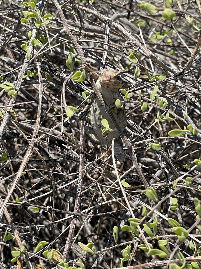 Slevin's Chuckwalla