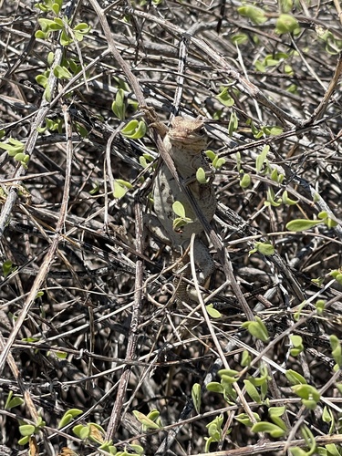Slevin's Chuckwalla, Sauromalus slevini