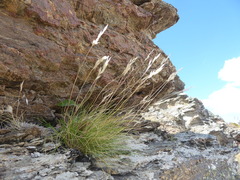 Rytidosperma buchananii