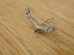 Stangeia xerodes