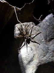Dolomedes japonicus