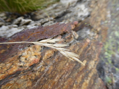 Rytidosperma buchananii