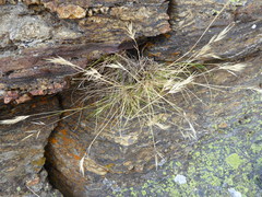 Rytidosperma buchananii