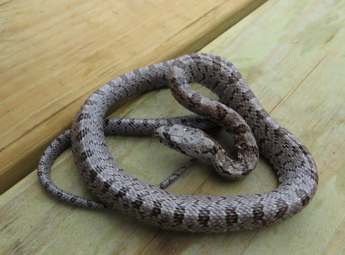 Baird's Rat Snake, Pantherophis bairdi