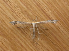 Stangeia xerodes