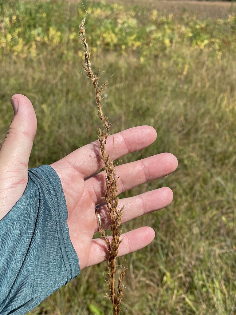 Indiangrass In September 2023 By Christian Nunes Inaturalist