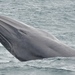 Bryde's Whale - Photo (c) Zejulio, some rights reserved (CC BY-SA)