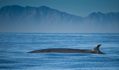 Bryde's Whale