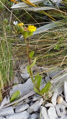 Senecio lautus