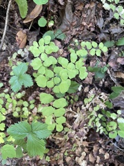 Adiantum jordanii image