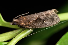 Cryptaspasma querula