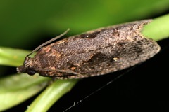 Cryptaspasma querula