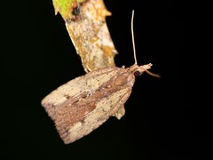 Planotortrix notophaea