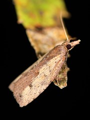 Planotortrix notophaea