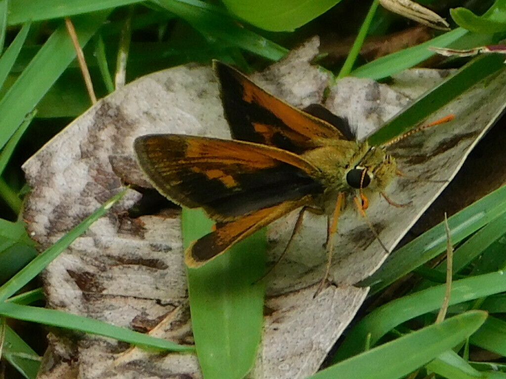 Baracoa Skipper