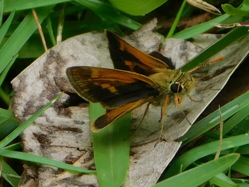 Baracoa Skipper