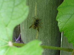 Dolichovespula saxonica