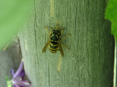 Dolichovespula saxonica