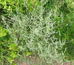 Manochlamys albicans