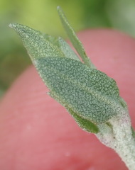 Manochlamys albicans