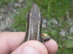 Plestiodon gilberti