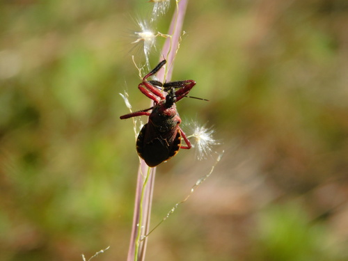 Florida Bee Assassin photo 2