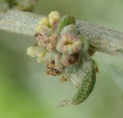 Manochlamys albicans