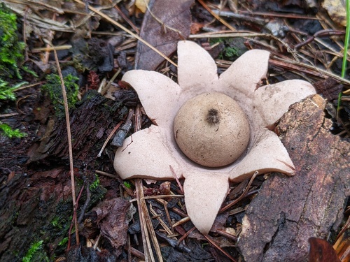 Geastrum rufescens (Photo 7 of 10)