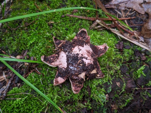 Geastrum rufescens (Photo 8 of 10)
